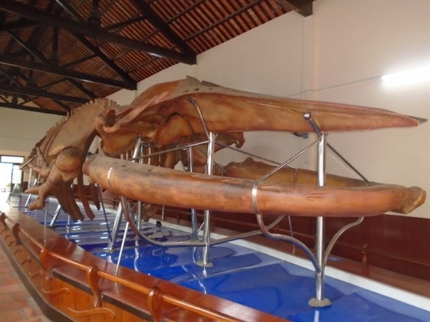 Largest whale skeleton on display in Binh Thuan
